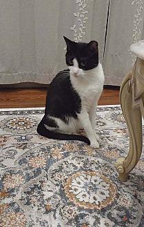 Nicolas (17551330)