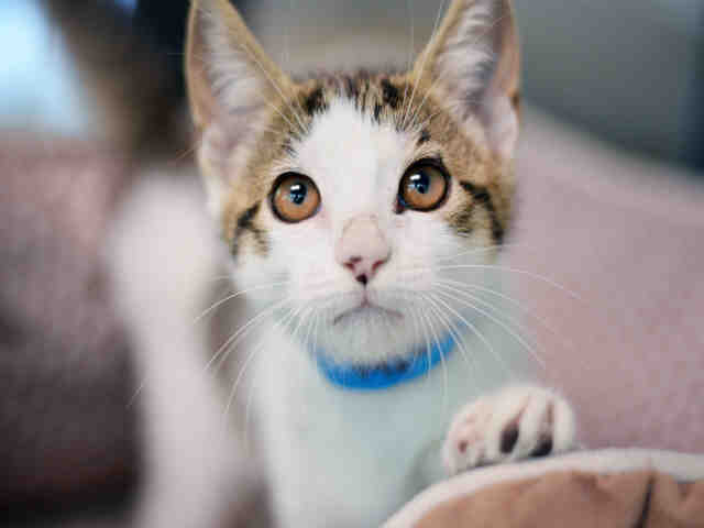 NIKO (A1926228)