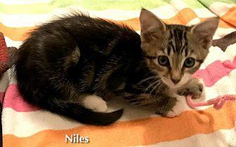 Niles (20123829)