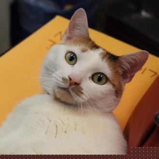 Nilla (20341333)
