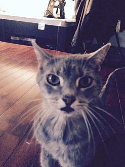 Nimh (courte (17499790)