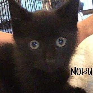 Nobu (19641254)