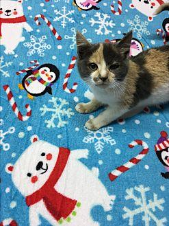 Noel (20406558)