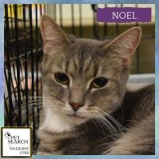 Noel (20622437)