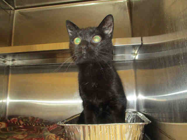NOEL (A178392)