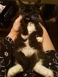 Noel – adopt (20603231)