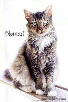 Nomad (16619250)