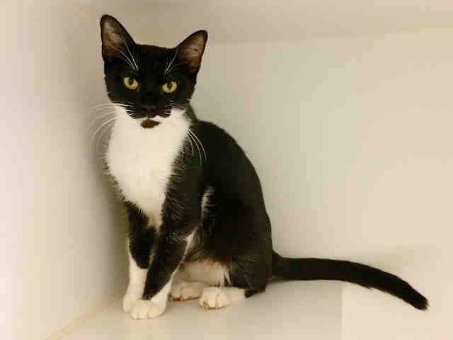 NORAH (A009781)