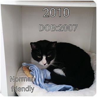 NORMAN (16552098)