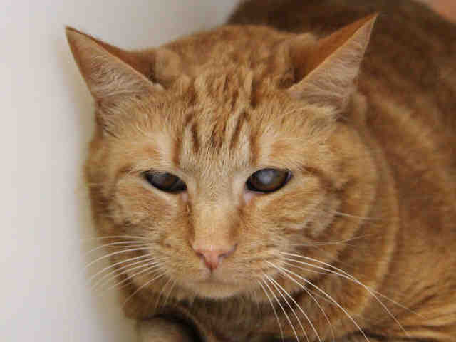 NORMAN (A1020693)