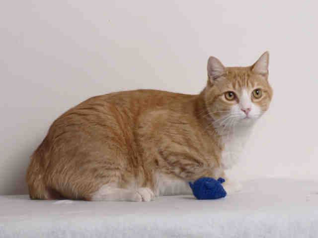 NORMAN (A575498)