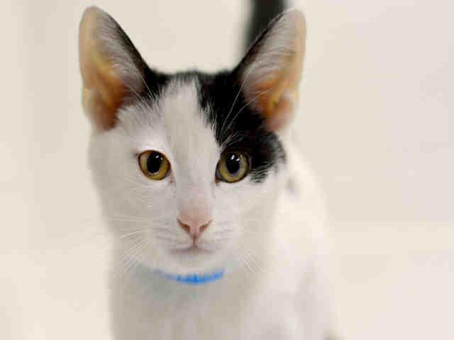 NORTON (A1936887)