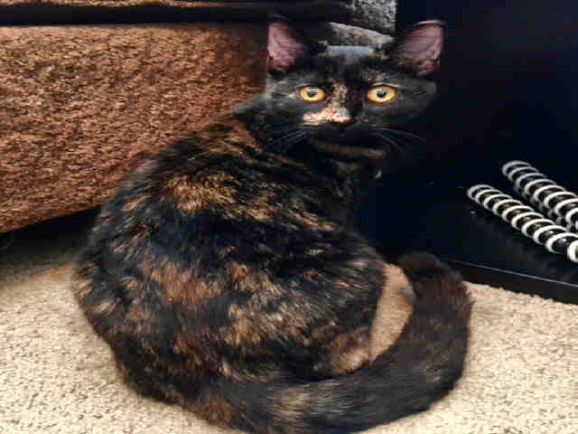 *NOVA (A728260)