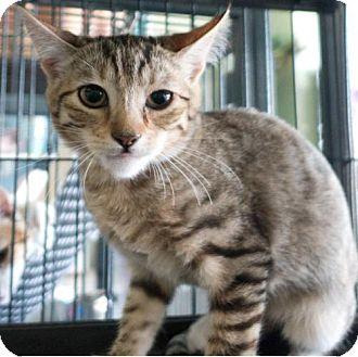 Nylah (18921381)