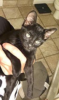 Nyx (20364668)