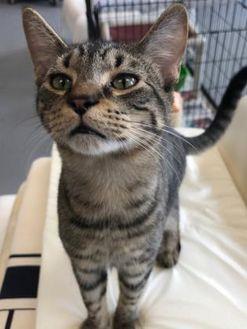Ocelot (20432486)