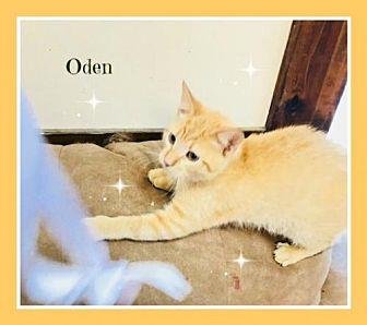 Oden (20156945)