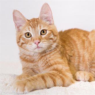Odysseus (20683626)