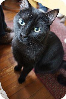 Olive (11857164)