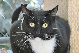 Olive (19803050)