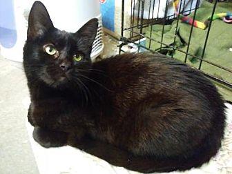 Olive (19976641)
