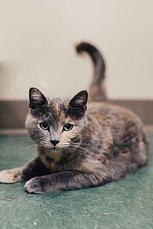 Olive (20604070)