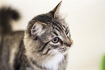 Olive Fiv+ (20453901)