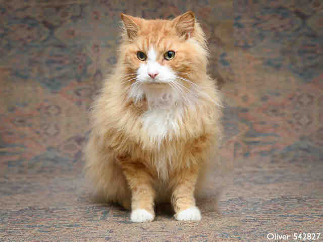 OLIVER (A542827)
