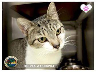 OLIVIA (20449900)