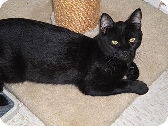 Onyx (12862253)