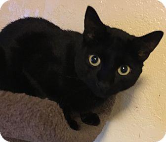 Onyx (17250419)