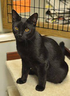 Onyx (20165088)
