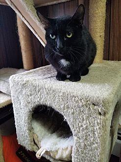Onyx (20285614)