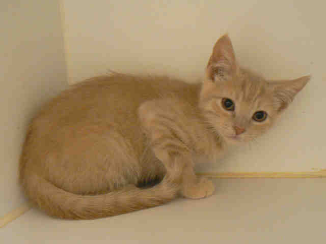 OONA (A010472)