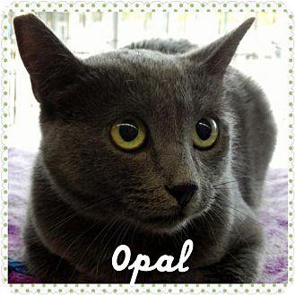 Opal (15032250)
