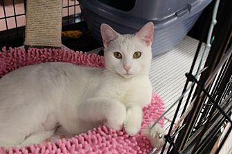 Opal (20003042)