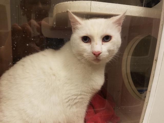 OPAL* (A244334)