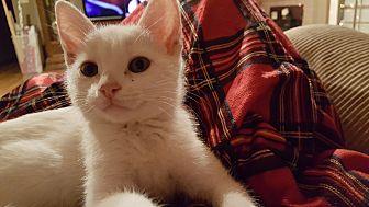 Opie (20371238)