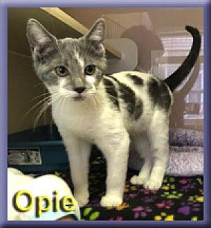 Opie (20487092)