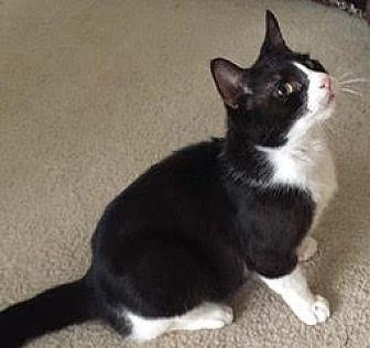 Oreo (18309055)