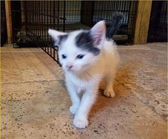 Oreo (20175687)