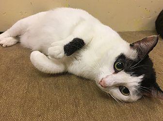Oreo (20276898)