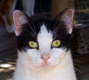 Oreo (20296923)