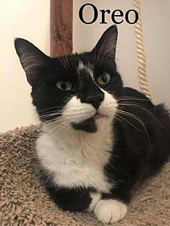 Oreo (20576897)