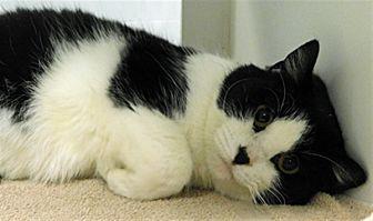 Oreo (20592367)