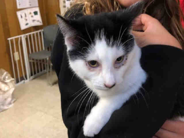 OREO (A002778)
