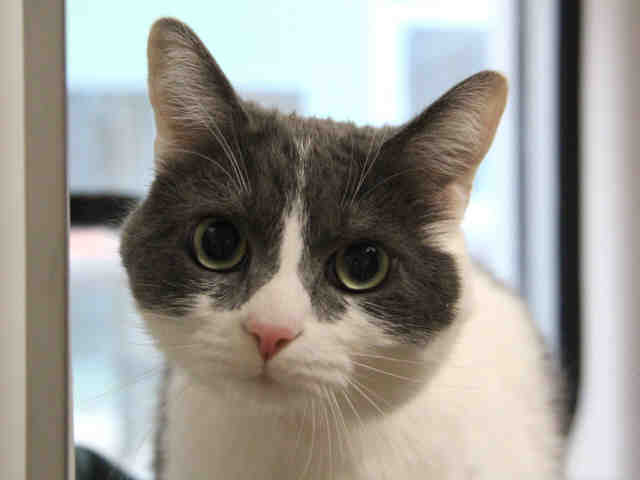 OREO (A0975481)