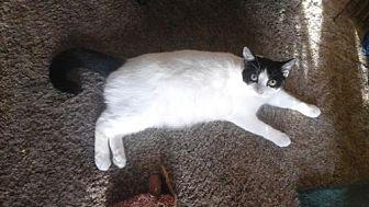 Oreo *Courte (14711247)