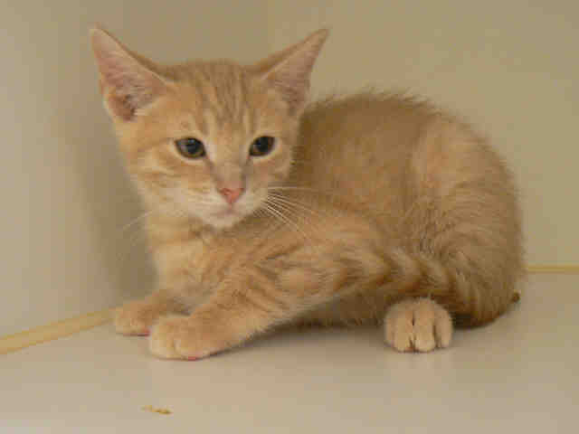 ORLANDO (A010473)