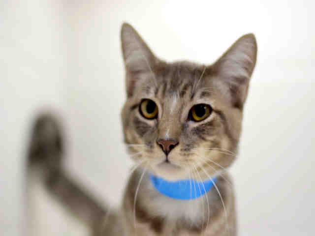 OSCAR (A1936688)